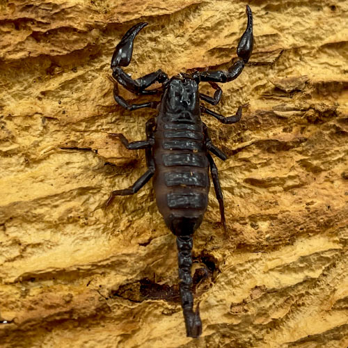 Vietnamesisk skogsskorpion - Skötsel och fakta