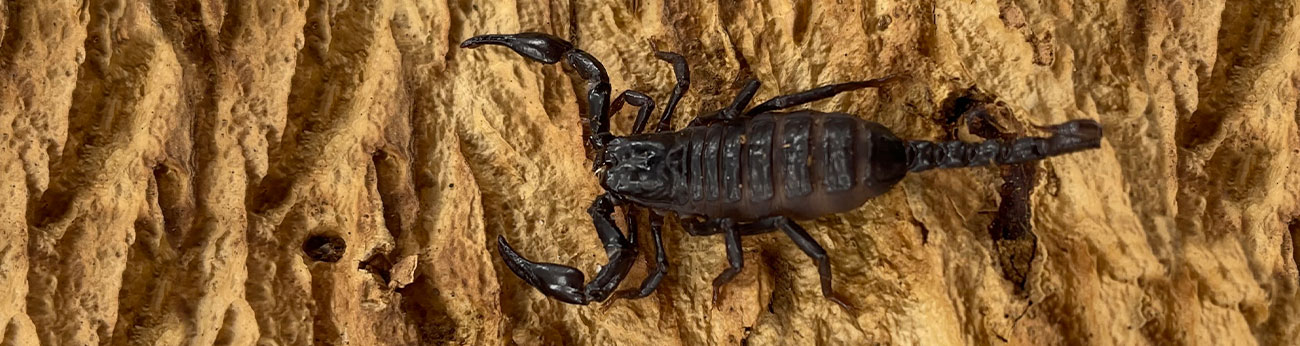 Liten skorpion på en brun barkbit