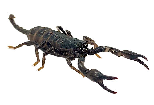 En liten skorpion med vit bakgrund