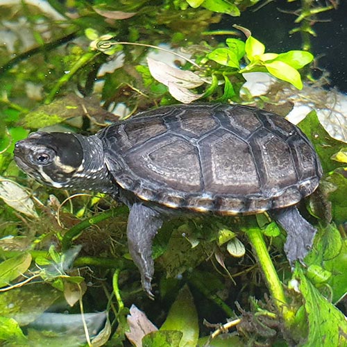 Östlig slamsköldpadda - Skötsel och fakta