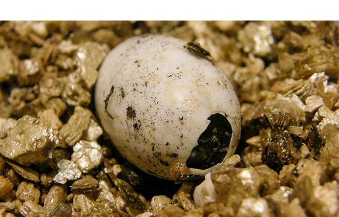 Ett ägg som håller på att kläcka en sköldpadda