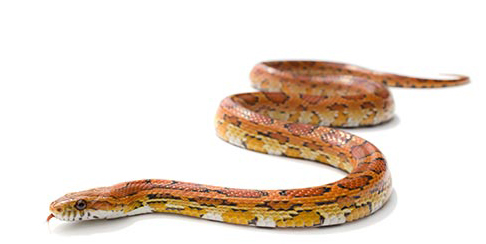 En majsorm som slingrar sig på en helvit bakgrund, ormen är orange med fläckar