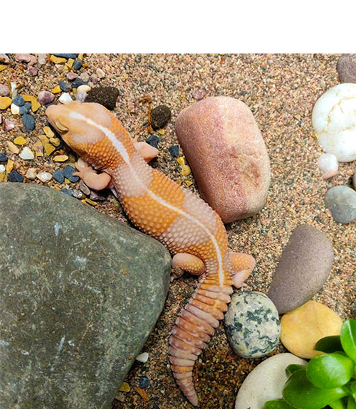 En orange tjocksvansgecko med mönster