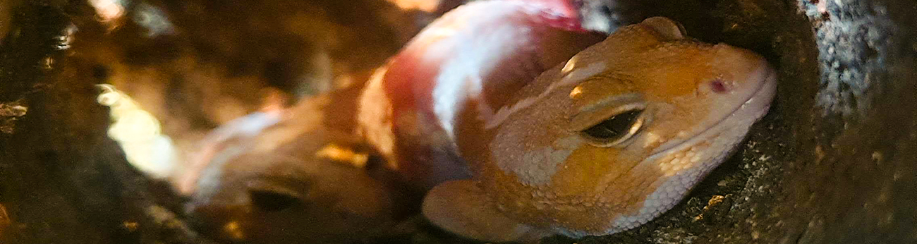 Två tjocksvansgeckos som är gula och röda, ser ut som att dom vilar i en barkbit