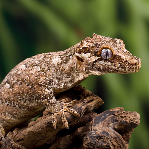 Gargoyle-gecko (Rhacodactylus auriculatus) - Skötsel och fakta
