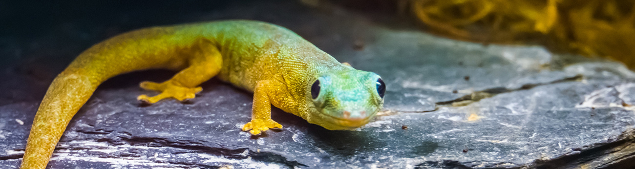 Grön gecko på en rot