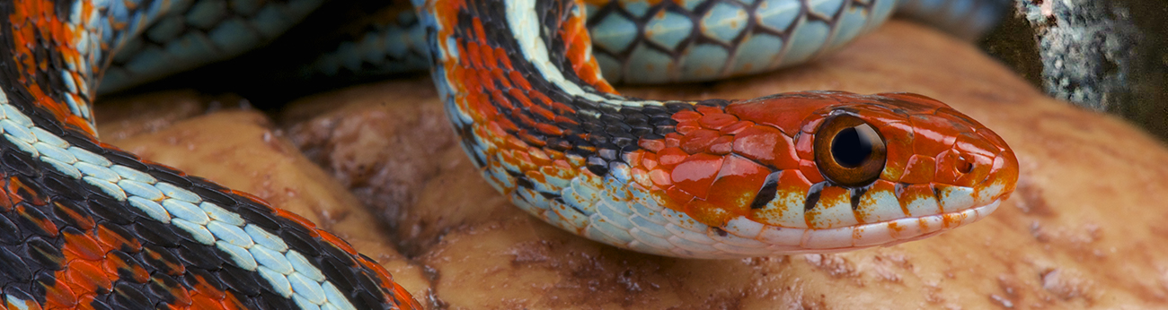 En orange orm med svarta mönster och en turkos rand längs ryggen