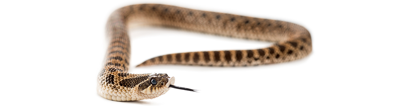 En brunfläckig trynsnoks orm med vit bakgrund