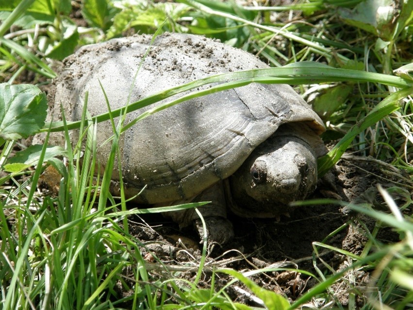 Sköldpadda utomhus i gräset