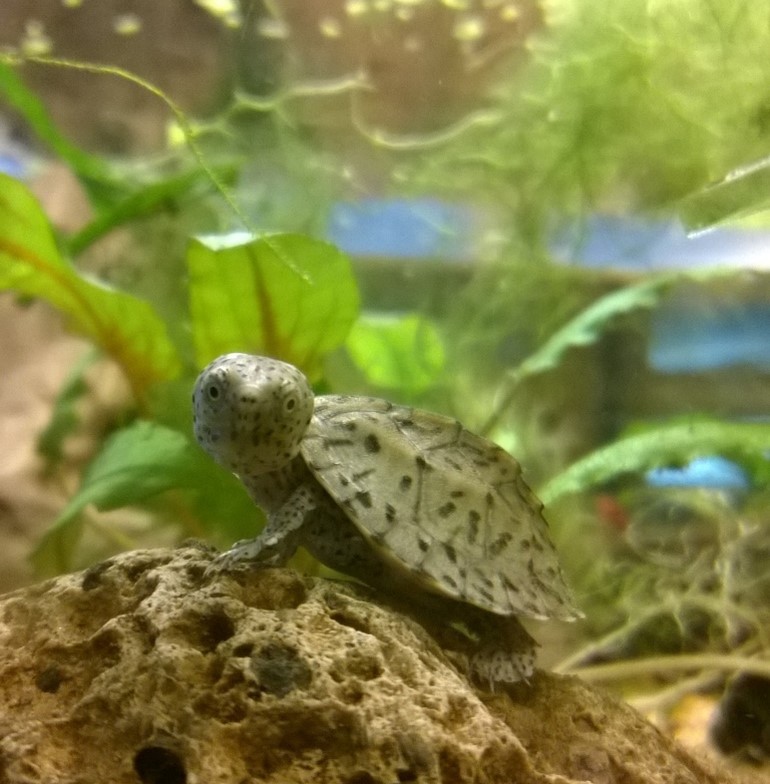 Liten sköldpadda under vatten i ett inrett akvarium