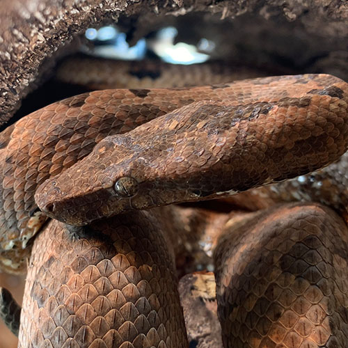 En brun orm med lång nos