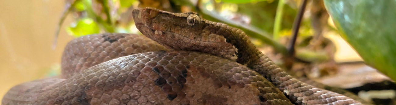 Närbild på en brun orm med lång nos