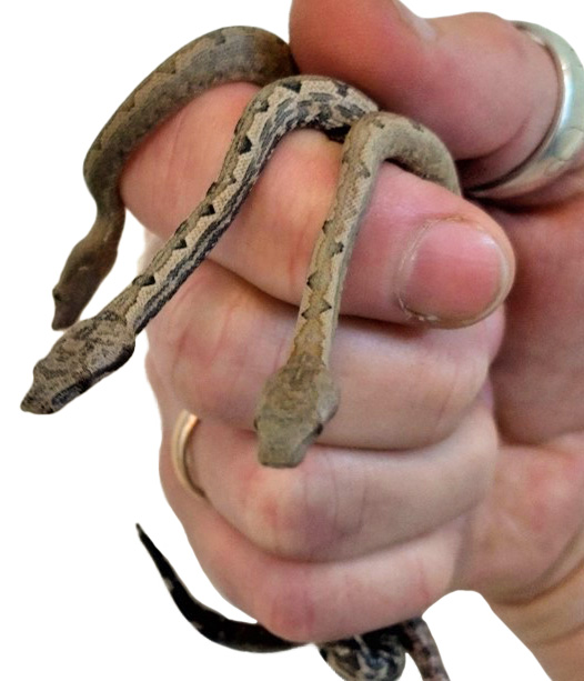 En hand som håller tre små bebis ormar