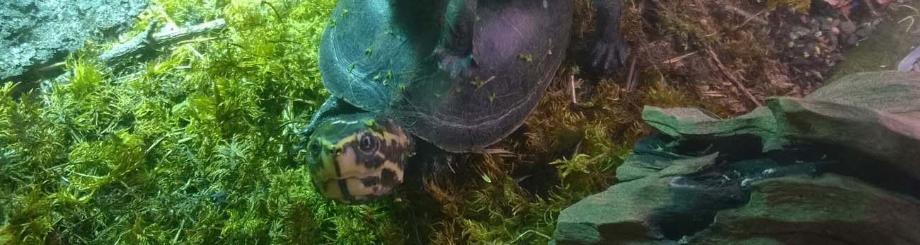 Randig slamsköldpadda under vatten