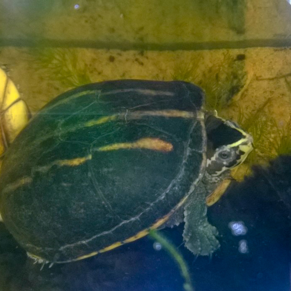 En randig slamsköldpadda som är under vatten