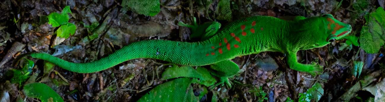 Grön gecko i ett naturligt habitat