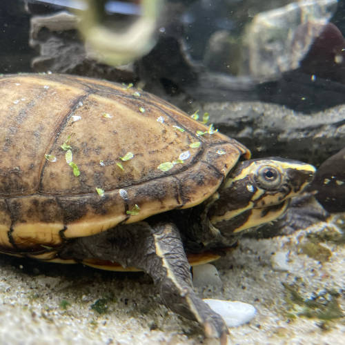 Sköldpadda under vatten