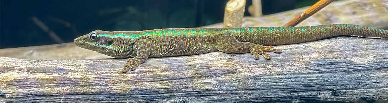 Réunion Day Gecko på en gren