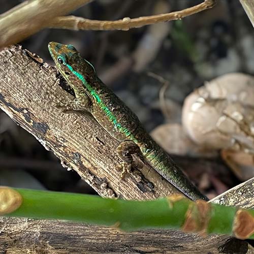 Réunion Day Gecko på en gren