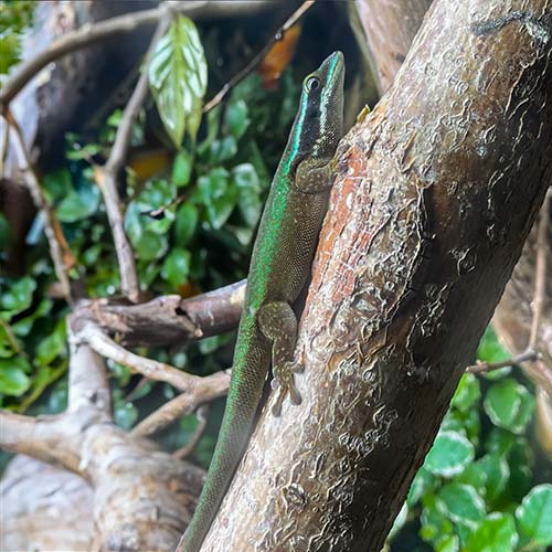 Phelsuma inexpectata sitter på en gren