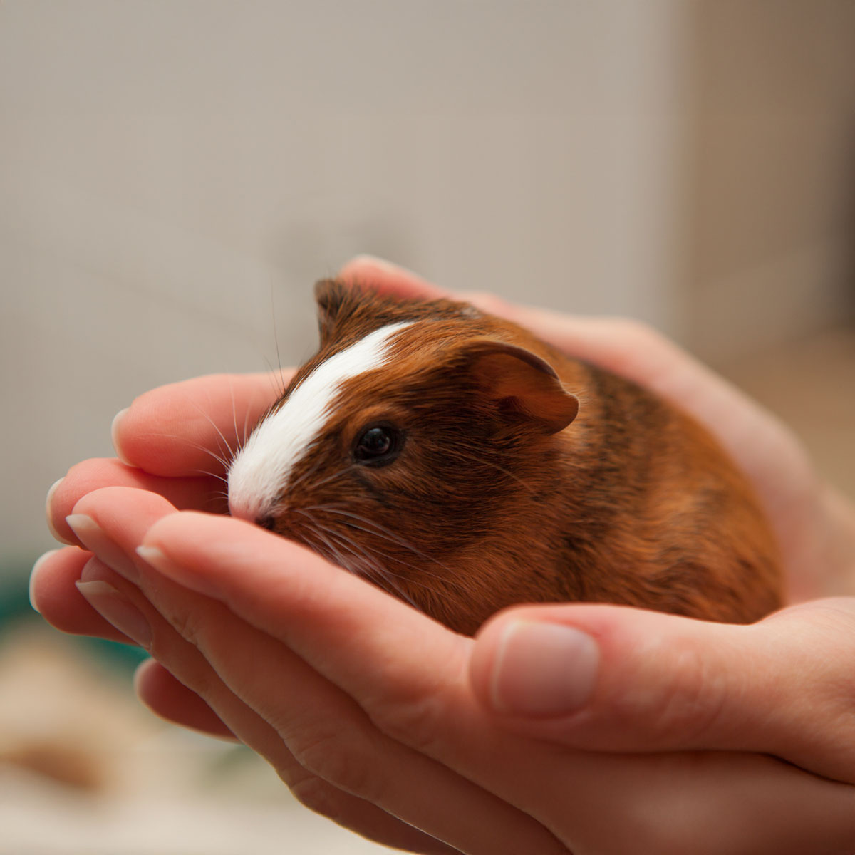 Marsvin bebis i hand