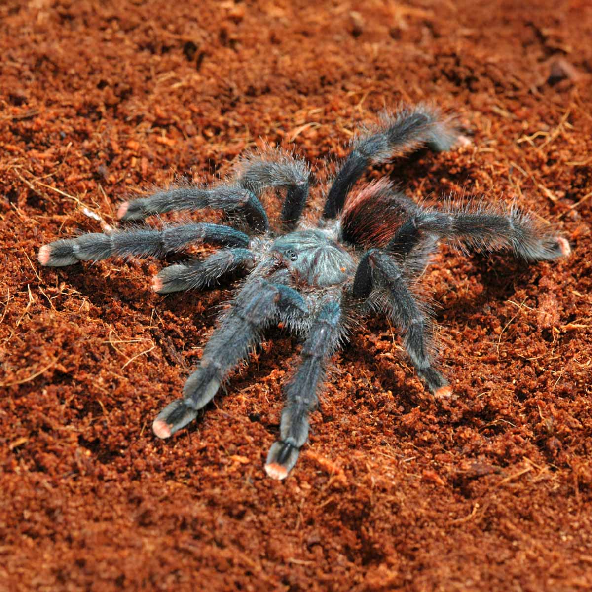 Metallic pinktoed tarantula - Fågelspindel