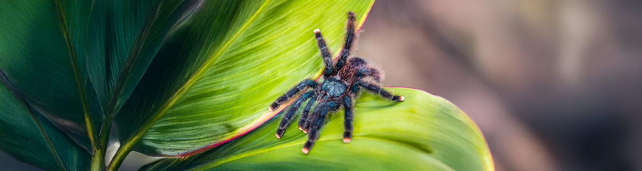 Metallic pinktoed tarantula - Fågelspindel
