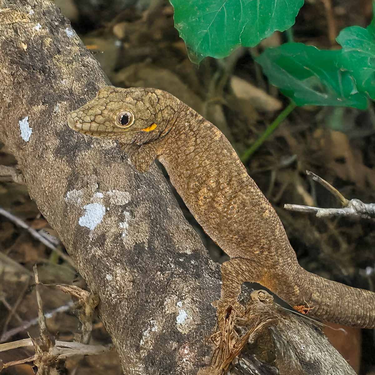 Vieillards kameleontgecko