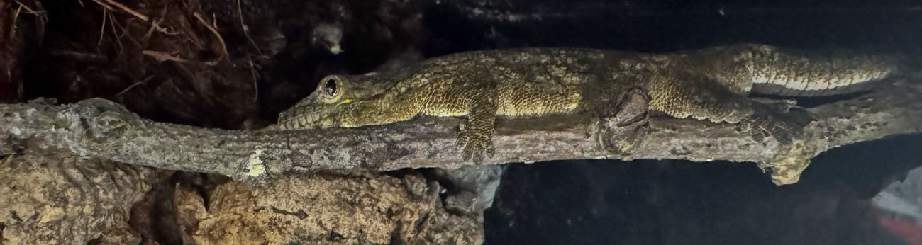 Vieillards kameleontgecko