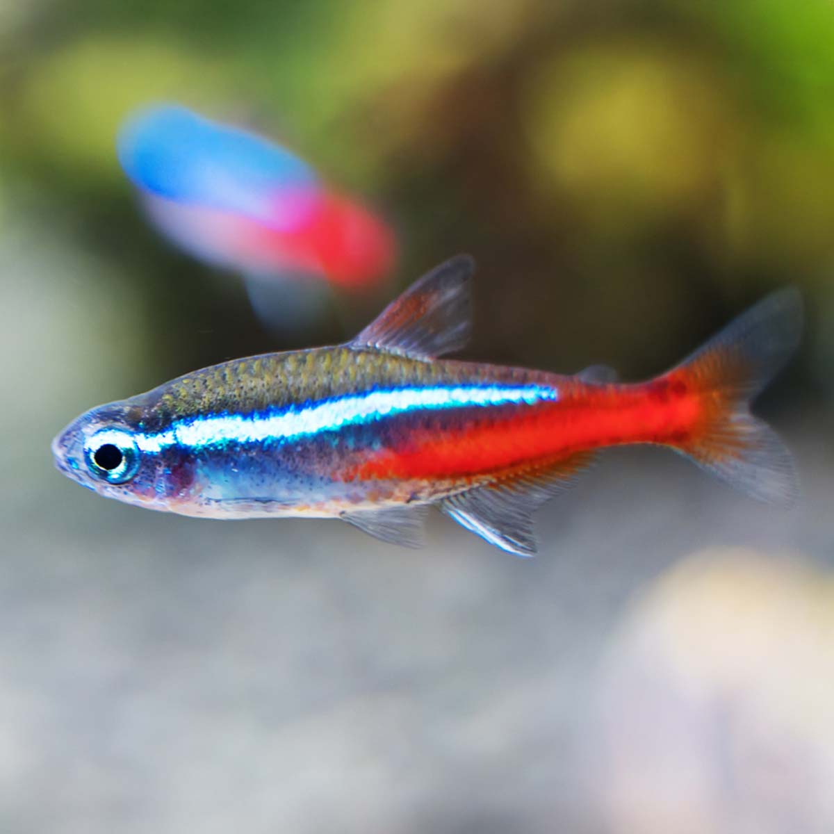 Neontetra i akvarium
