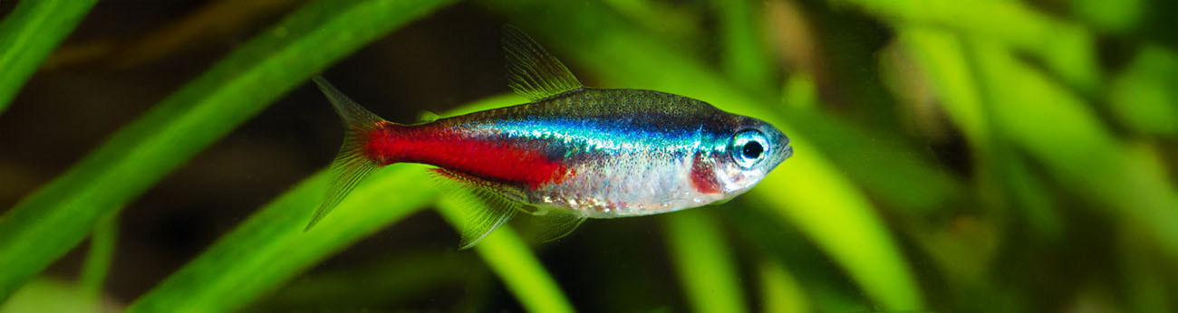 Neontetra i akvarium