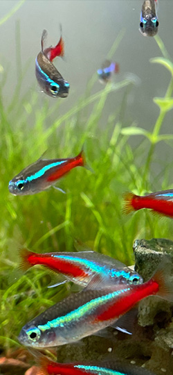 Neontetra i akvarium