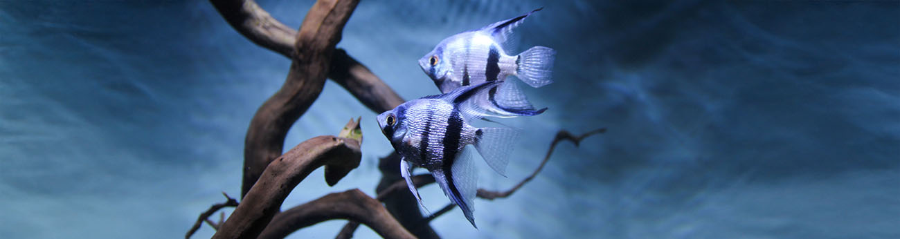 Skalarer i akvarium