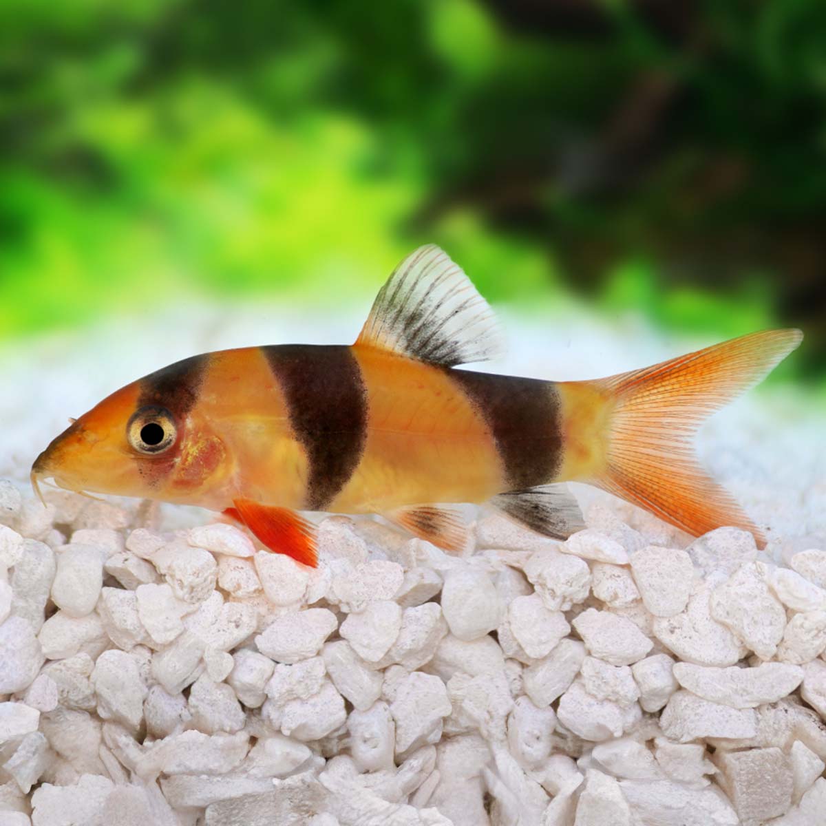 Praktbotia i akvarium
