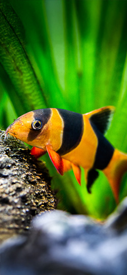 Praktbotia i akvarium