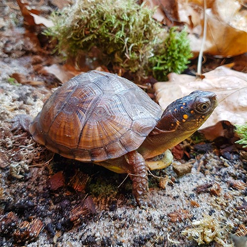 En brun sköldpadda med gula prickar runt halsen