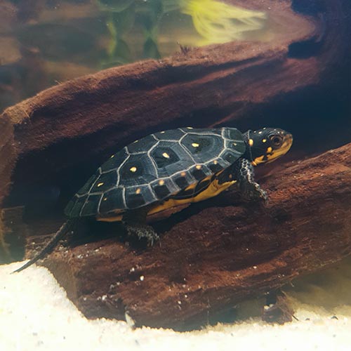 En prickig sköldpadda (Clemmys guttata) under vatten