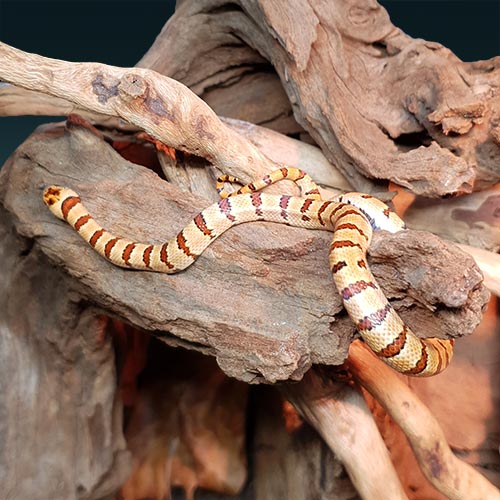 En liten beige orm med orangea mönster