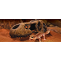 Exo Terra - Grotta - T-Rex kranium