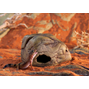 Exo Terra Gecko Cave - Grotta - Medium - 17 cm