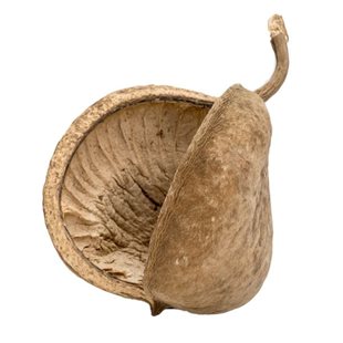 Buddha Nuts - 8-15 cm