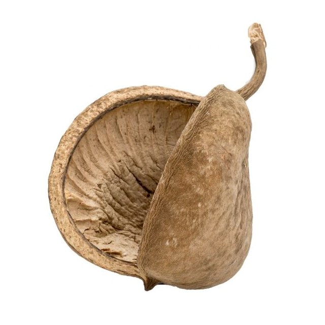 Buddha Nuts - 8-15 cm