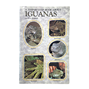 Step-by-Step book about Iguanas