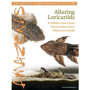 Amazonas Vol 10 No 1 - Alluring Loricariids