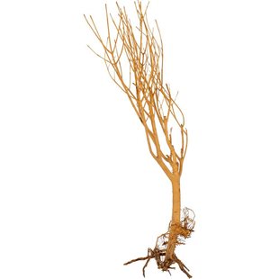 Aquadeco Slim Tree - Medium - 25-30 cm