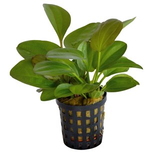 Echinodorus midi fleur Kruka - 5cm