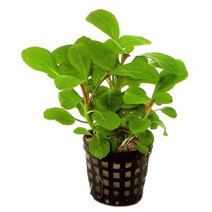 Lobelia cardinalis Kruka - 5cm
