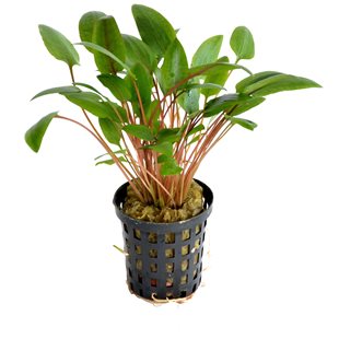 Cryptocoryne wendtii green Kruka - 5cm