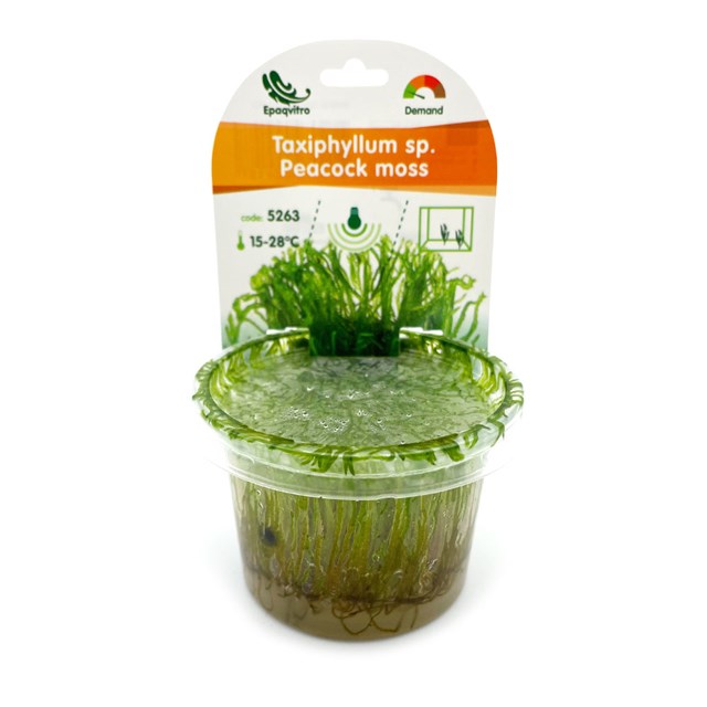 Peacock moss (Taxiphyllum sp.)
