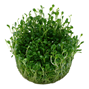 1-2-Grow - Glossostigma elatinoides